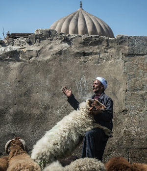 Un Mercante Egiziano Mostra Le Proprie Pecore Al Cairo Prima Dell'Eid al-Adha